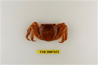 藏品(白紋方蟹)的圖片